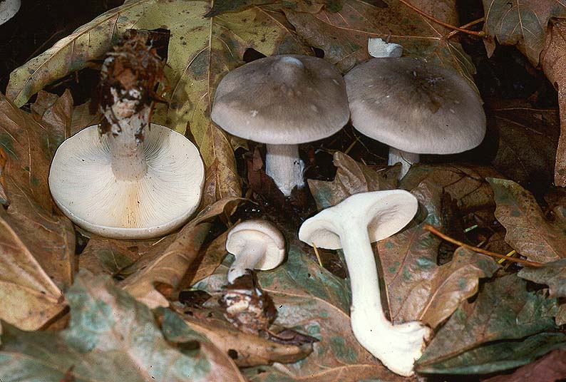 Clitocybe nebularis